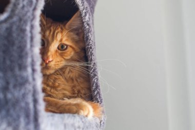 6 aylık meraklı bir Maine Rakun kedisinin portresi..