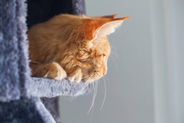 6 aylık meraklı bir Maine Rakun kedisinin portresi..