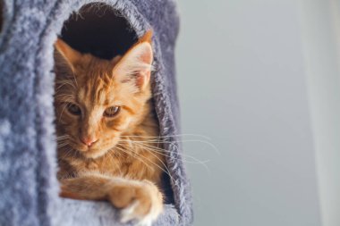 6 aylık meraklı bir Maine Rakun kedisinin portresi..