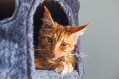 6 aylık meraklı bir Maine Rakun kedisinin portresi..