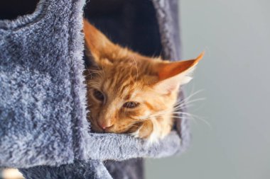 6 aylık meraklı bir Maine Rakun kedisinin portresi..