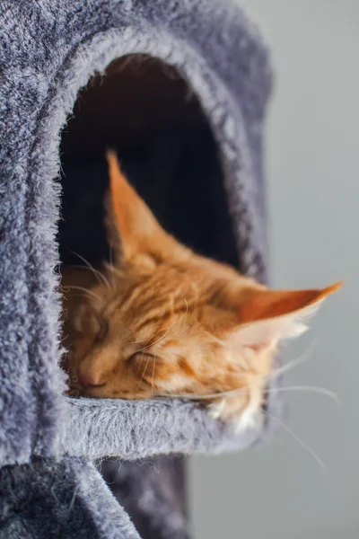 Retrato Curioso Gato Maine Coon Rojo Meses Edad — Foto de Stock