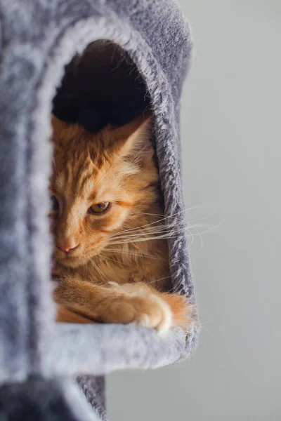 Portrét Zvědavé Šestiměsíční Červené Mainské Mývalí Kočky — Stock fotografie