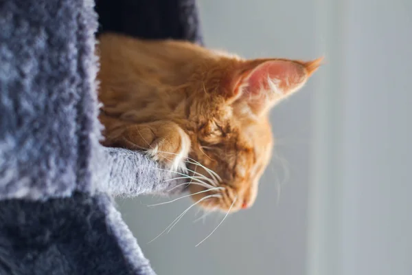 Retrato Curioso Gato Maine Coon Rojo Meses Edad — Foto de Stock