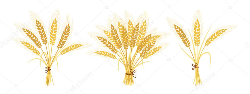 Bouquets wheat spikelets set ears spikelets vector