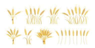 Buğday kulakları demet olgunlaşmış tahıl vektörünü ayarlar