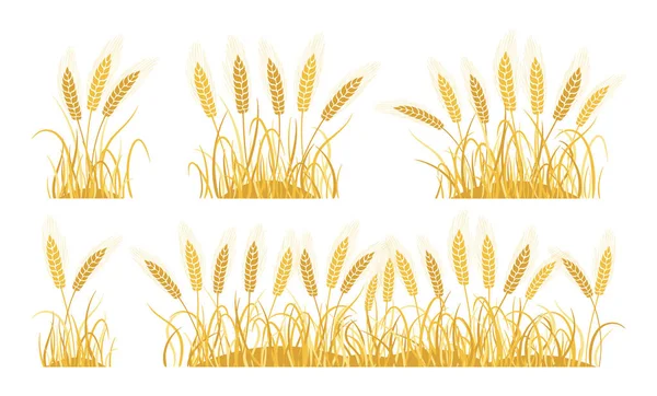 Golden field ears wheat spikelets oat set vektor - Stok Vektor