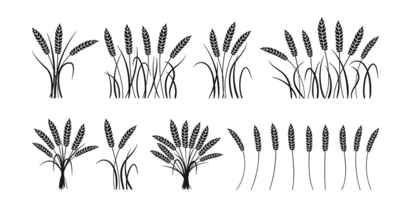 Weizenohren schwarze Silhouette Set Garbenbüschel Vektor — Stockvektor
