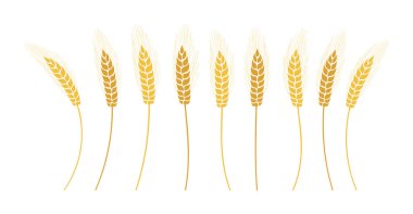 Buğday kulakları olgunlaşmış dikenli buğday vektörünü ayırır