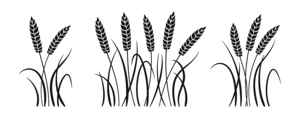 小麦バンチ黒グリフセット熟したスパイクレットベクトル — ストックベクタ