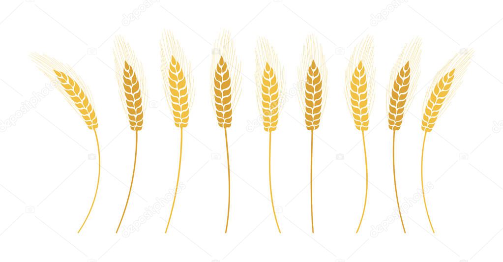 Wheat ears set ripe spikele wheat separate vector