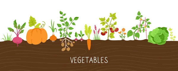 Vegetales tierra de dibujos animados conjunto agricultura alimentación vector — Archivo Imágenes Vectoriales