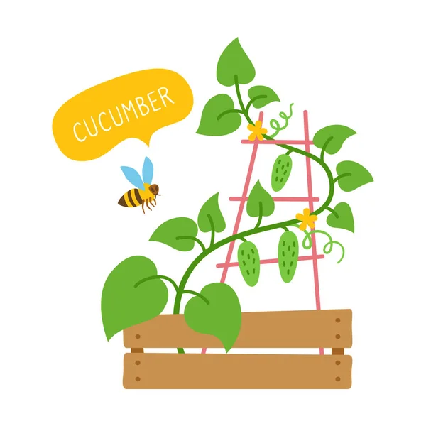 ( 영어 ) Cucumber plant bee flat cartoon card shoots vector — 스톡 벡터