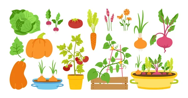 Zahradník plochý karikatura set zahrada zelenina vektor — Stockový vektor