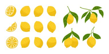 Limon ya da dilimleme seti. Parlak botanik desenli yaprakları olan farklı limon dalları. Taze sulu narenciye soyut limonları. Meyve tasarım elementleri elle çizilmiş vektör çizimi