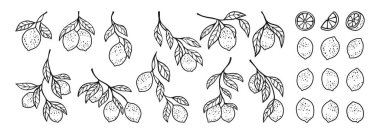 Limonların el çizimi seti. Botanik yaprakları olan farklı limon dalları. Taze sulu narenciye soyutlaması ya da limon kesimi. Meyve tasarım elemanları klasik vektör illüstrasyonunu karalar