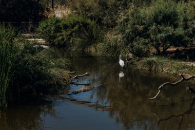 Balıkçıl gölde, timsahla birlikte. Doğal yaşam ortamında vahşi yaşam, vahşi doğada hayvanlar, savana çevresi. Yüksek kalite fotoğraf