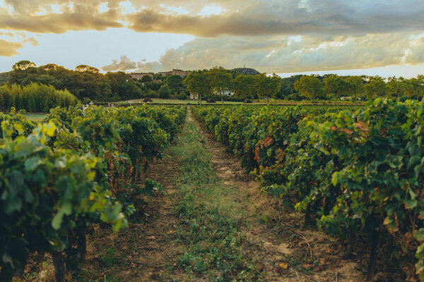 Виноградники на закате с облачным небом над головой. Сельскохозяйственный ландшафт с зелеными виноградниками и земляными тракторными дорожками. Мирная сельская сцена, концепция виноделия. Высокое качество фото