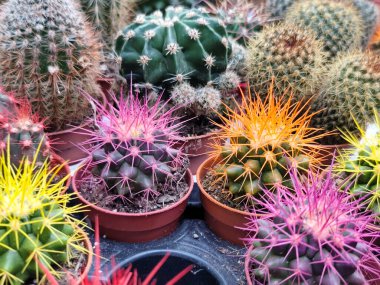 Bir çiçekçinin rafındaki küçük kaplarda büyüyen sivri dikenli dikenli çeşitli renkli kaktüslere yakın plan. Kaktüslerin doğal dokusunu ve çeşitliliğini gösteren bir çöl bitkisi koleksiyonu..