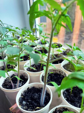 Top view of young green seedlings growing in white cups with dark soil. Home gardening concept, plant propagation indoors, fresh leaves, natural light, early growth stage.