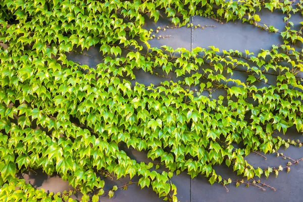 Plantes vertes poussant jusqu'au mur — Photo