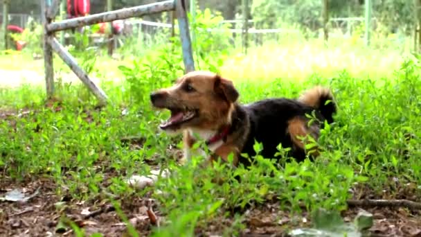 フォックステリアは緑の芝生の公園にあり、大きな棒を無視しています。犬は木の上で牙を挽く。小さなテリア子犬を楽しませる — ストック動画