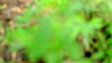 Sibiryalı bir Husky köpeği çimenlerde saklanır ve efendisinin çağrısına uyup kaçar.