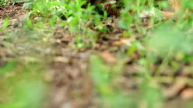 Tilki teriyeri parkta yeşil çimlerin üzerinde uzanıyor ve büyük bir sopa kemiriyor. Köpek dişlerini bir ağaçta gıcırdatır. Küçük bir teriyeri eğlendiriyorum.