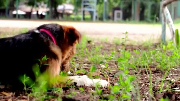 Vos terriër ligt in het park in het groene gras en knaagt aan een grote stok zijaanzicht. De hond maalt zijn tanden op een boom. Onderhoudend een kleine terriër puppy — Stockvideo