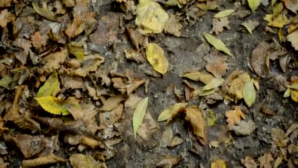 Wandern Sie Auf Dem Mit Bunten Herbstblättern Bedeckten Pfad Durch — Stockvideo