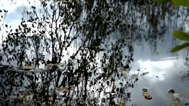 Reflejo Los Árboles Agua Río Forestal — Vídeos de Stock