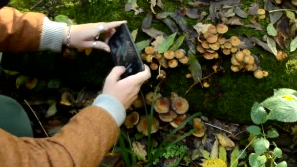 女孩在森林里电话里拍蘑菇的照片。不能吃的蘑菇长在有苔藓的木头上.仙境图片. — 图库视频影像