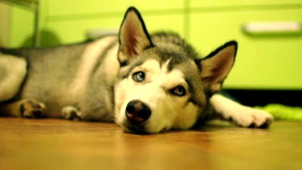 Siberian Husky Lying Kitchen Floor Blinking Trying Find Comfortable Head — Stock Video