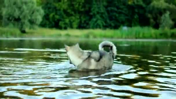 Husky Siberiano Baña Río Regocija Embalse Perro Salta Agua Verano — Vídeos de Stock