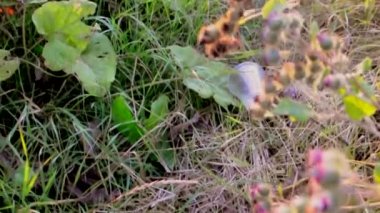 Kırsaldaki nehirde akşam batımı. Sonbahar manzarası..