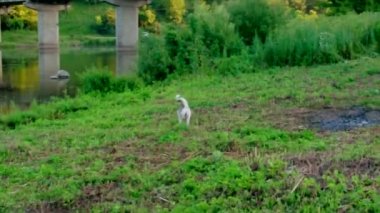 Sibirya kurdu elinde tilki teriyeriyle nehrin önündeki çimlerde koşuyor. İki köpeğin eğlencesi.