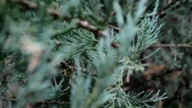 İlkbaharda rüzgarda ardıç dalları yaklaşır. Yakınlaşır. Yakın çekim - çekim.