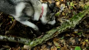 Gri Sibirya kurdu sonbahar ormanında yürüyor. Köpek yağmurdan sonra ıslak zeminde yeni kokular bulur. Köpek vahşi ormanda yürüyor..