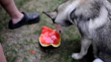 Sibirya Husky yiyecek aramak için toprağı kokluyor. Köpek karpuzu kokladı ve onu yemedi..