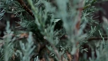 İlkbaharda rüzgarda ardıç dalları yaklaşır. Yakınlaşır. Yakın çekim - çekim.