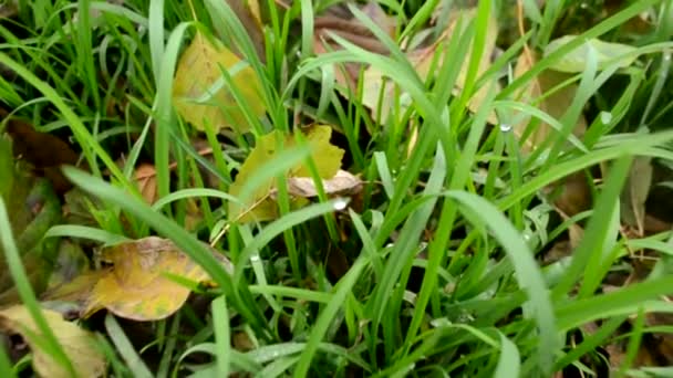 Hojas anaranjadas caídas yacen sobre la hierba verde. Rocío o gotas de lluvia en la hierba jugosa verde temprano en la mañana. Movimiento suave de la cámara y zoom. — Vídeos de Stock