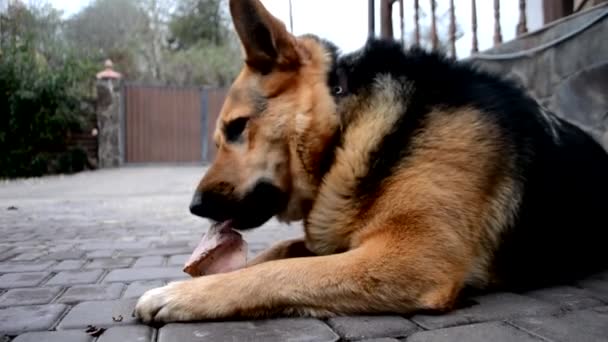 Ο Γερμανός βοσκός βρήκε ένα κόκκαλο στην αυλή και το μασούσε. Το χαρούμενο σκυλί μασάει φαγητό με ευχαρίστηση. Ο σκύλος μασάει ένα κόκκαλο και τρίβει τα δόντια του.. — Αρχείο Βίντεο
