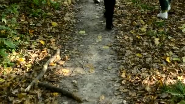 Un grupo de chicas pasean en el bosque de otoño con un perro. Vista inferior solo pies en zapatos. El concepto de caminar en el bosque otoñal al aire libre. — Vídeos de Stock
