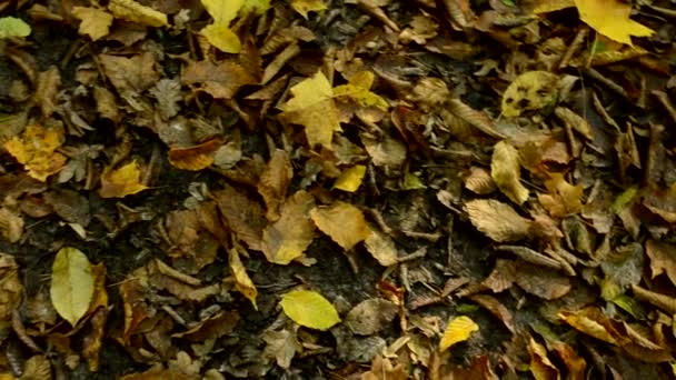 Una alfombra de hojas de otoño amarillo caído en el suelo en el parque. La hierba está cubierta de hojas caídas. Otoño césped paisaje. La cámara se mueve por encima del suelo. Caída de hojas en un día soleado. — Vídeos de Stock