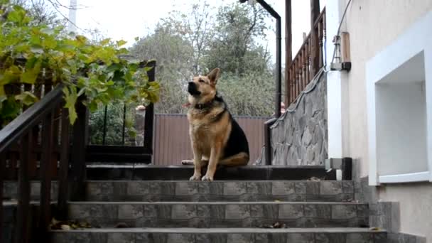 Pastor alemán sentado en los escalones del patio y observando la situación. el perro está custodiando el patio. — Vídeos de Stock