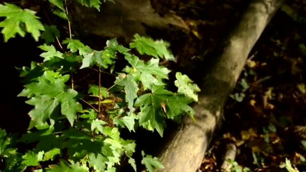 太陽の下で秋に若いオークの木、風の中でオークの葉、森の真ん中で若い芽 — ストック動画