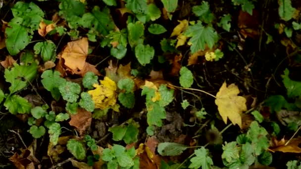 Ormanda dökülen yaprakların üzerindeki çöpler. Çevre kirliliği. Doğanın saflığı. Plastik şişeler ormana atılmış.. — Stok video