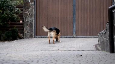 Bir Alman çoban köpeği bahçede bir kemik bulmuş ve onu taşıyor. Mutlu köpek yiyeceği zevkle çiğner. Köpek bir kemik çiğner ve dişlerini gıcırdatır..