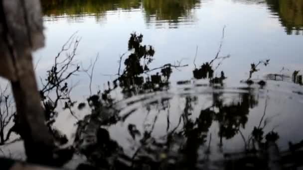 Відображення дубових гілок у зеленій воді. Падаючі жолуді у воді утворюють хвилі. Красивий мирний пейзаж . — стокове відео