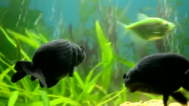 Een Prachtig Zoetwateraquarium Met Groene Planten Veel Vissen Prachtig Aquariumlandschap — Stockvideo